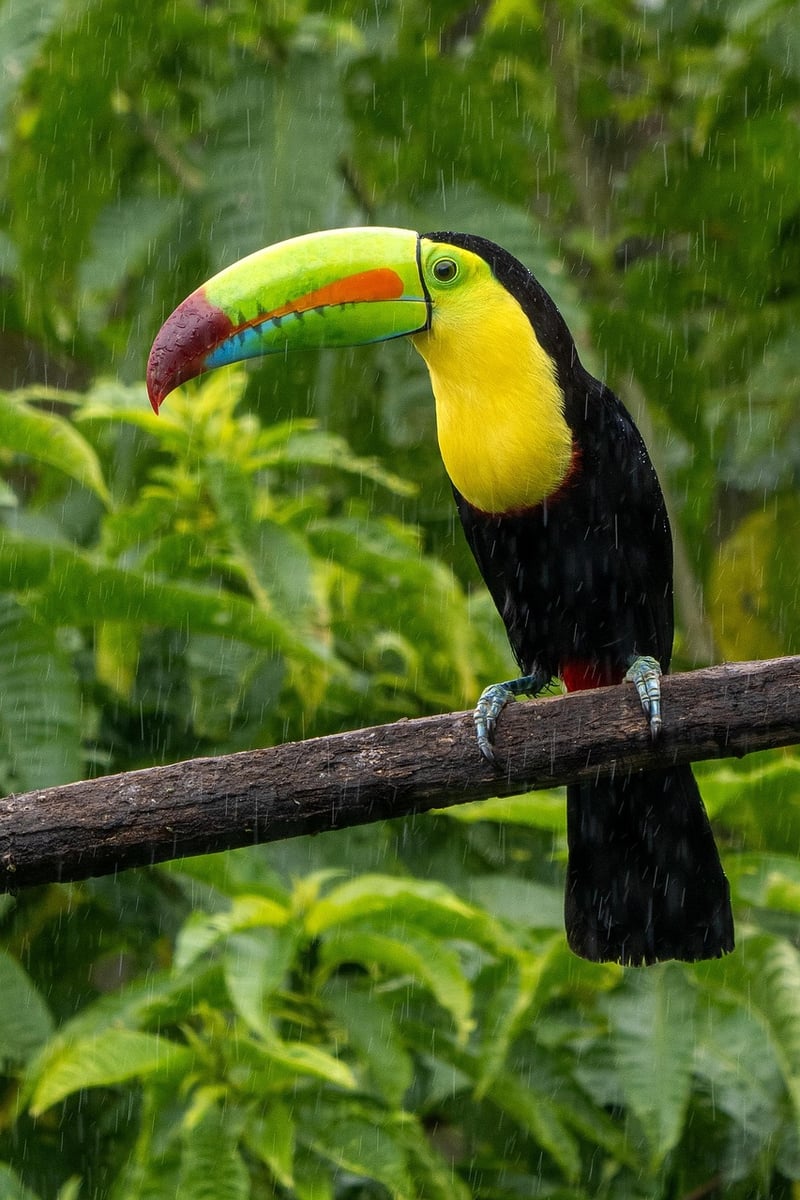 Costa Rica Zip Lining